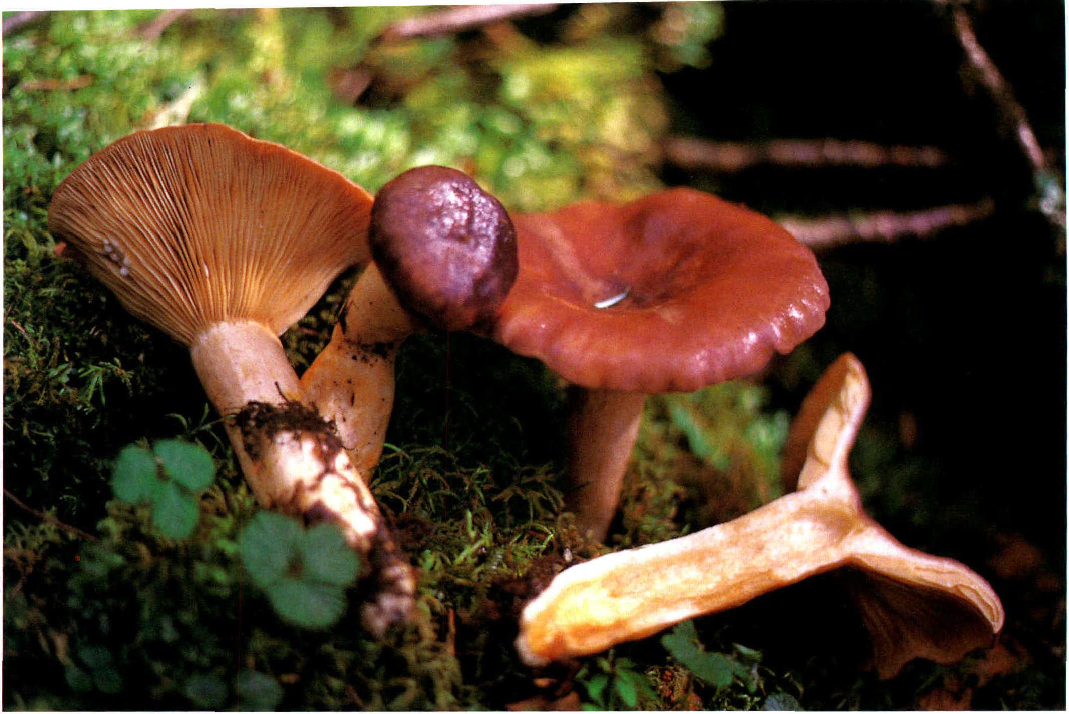 Lactarius sordidus Peck